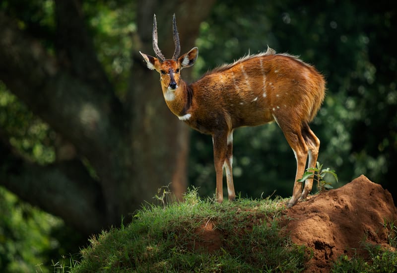 Cape Bushbuck