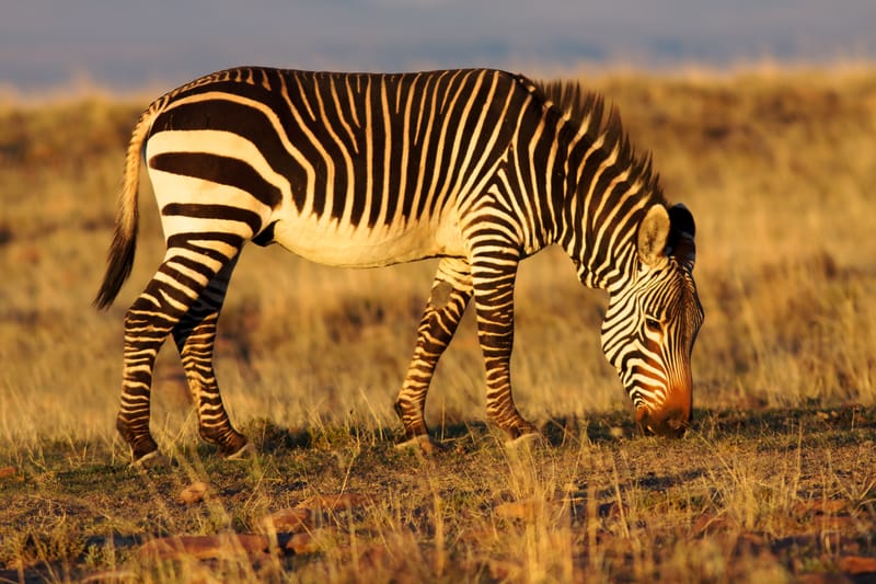 Cape Mountain Zebra