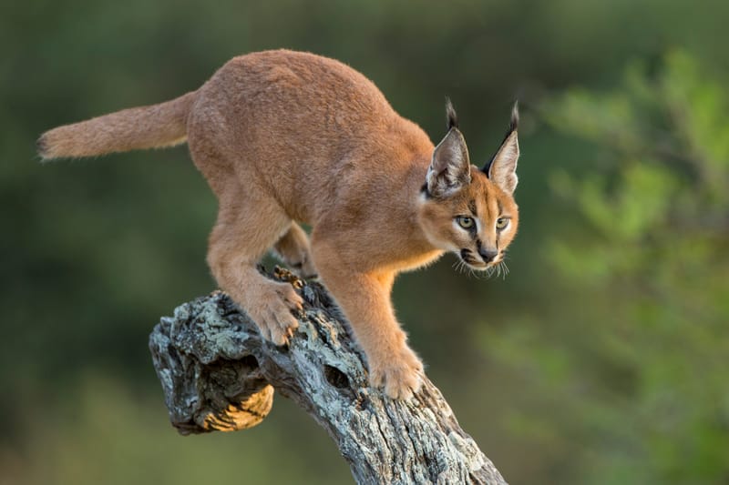 Caracal
