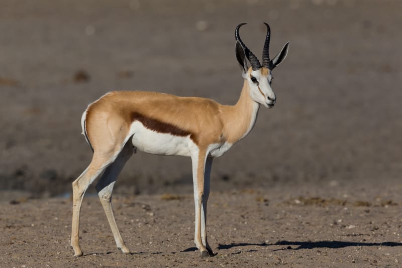 Common Springbuck