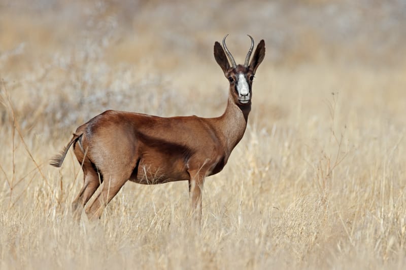 Copper Springbuck