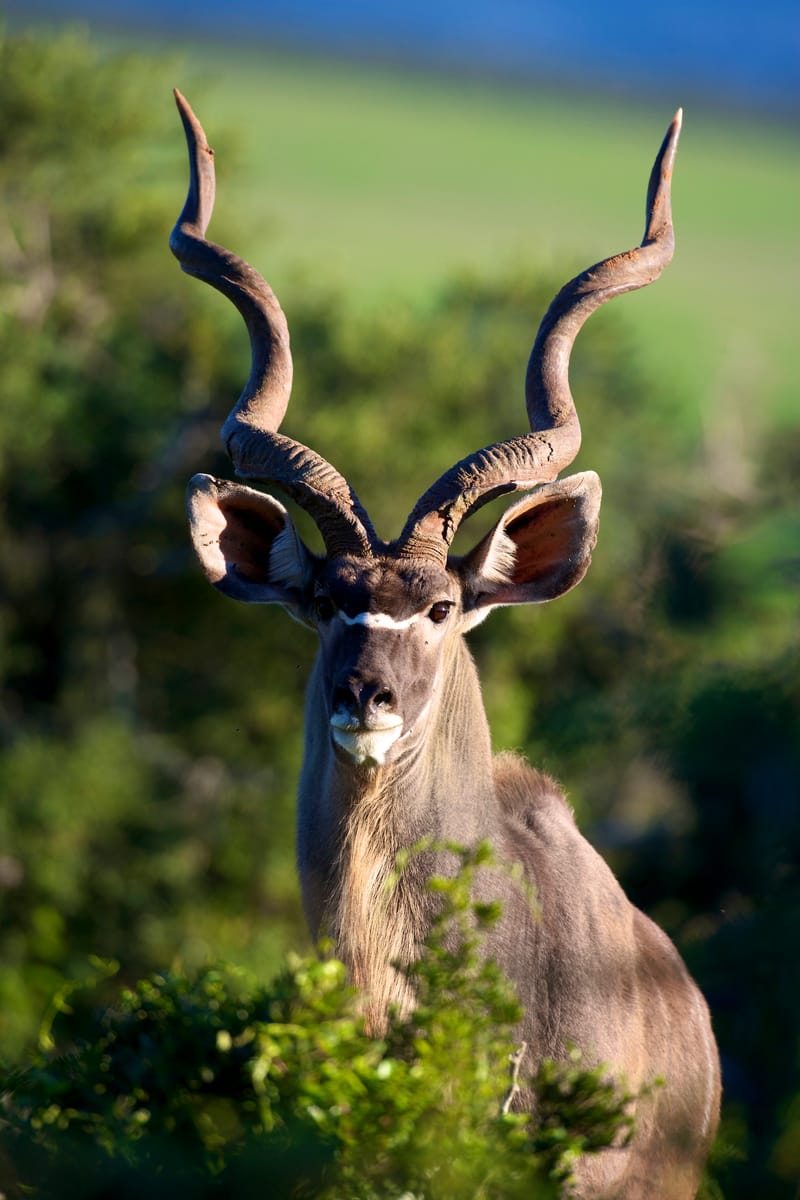 Eastern Cape Kudu