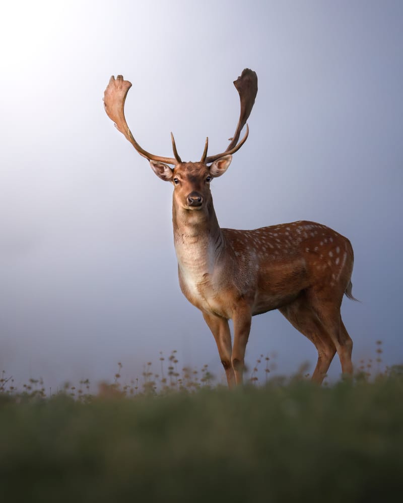 Fallow Deer
