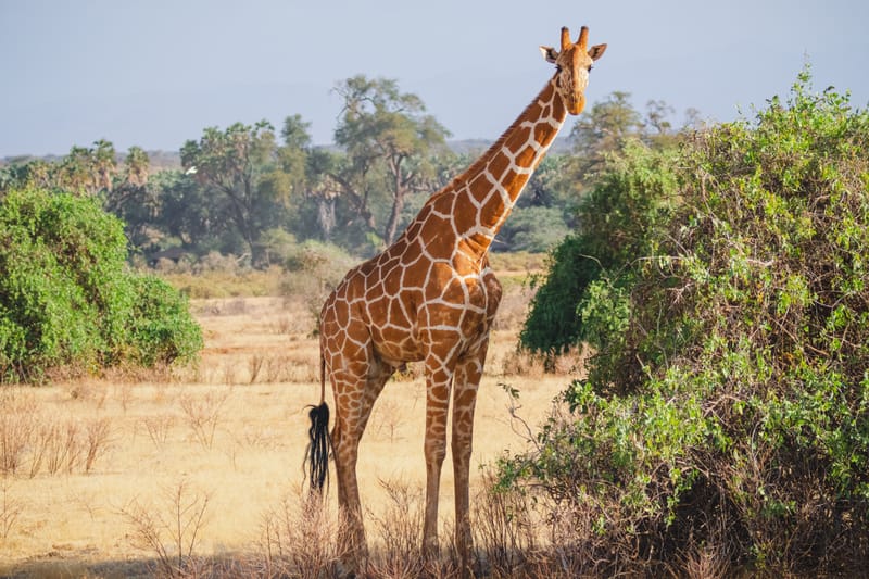 Giraffe