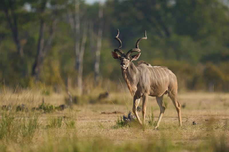 Greater Southern Kudu