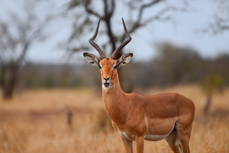 Impala