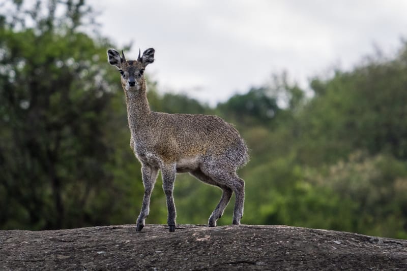 Klipspringer