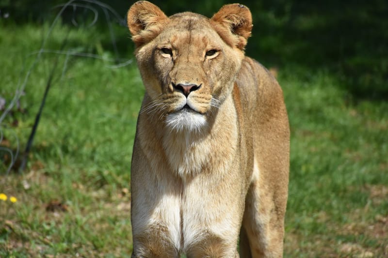 Lioness