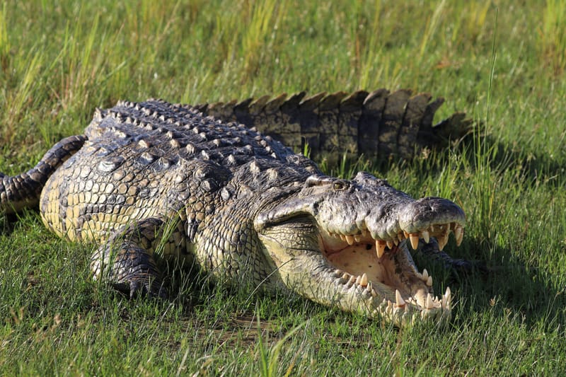 Nile Crocodile