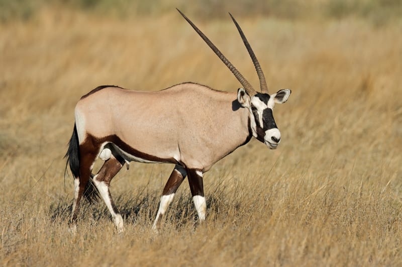 Oryx / Gemsbuck