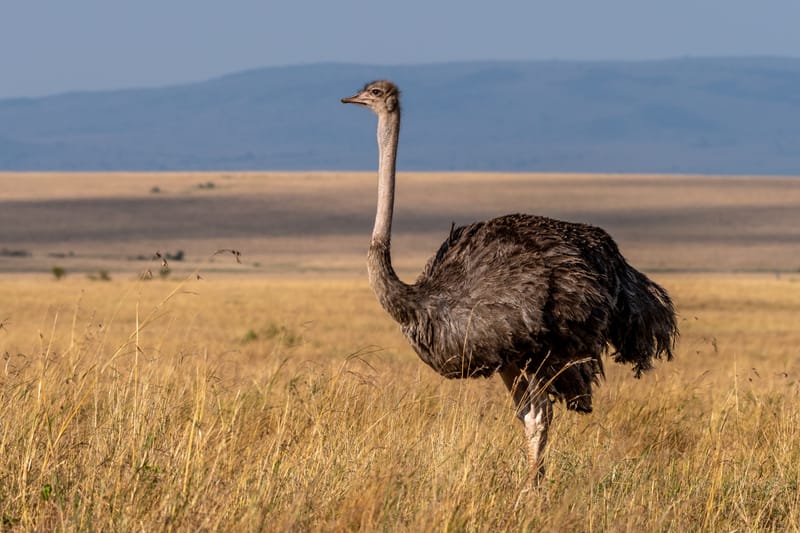 Ostrich