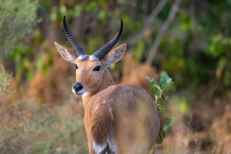 Red Lechwe