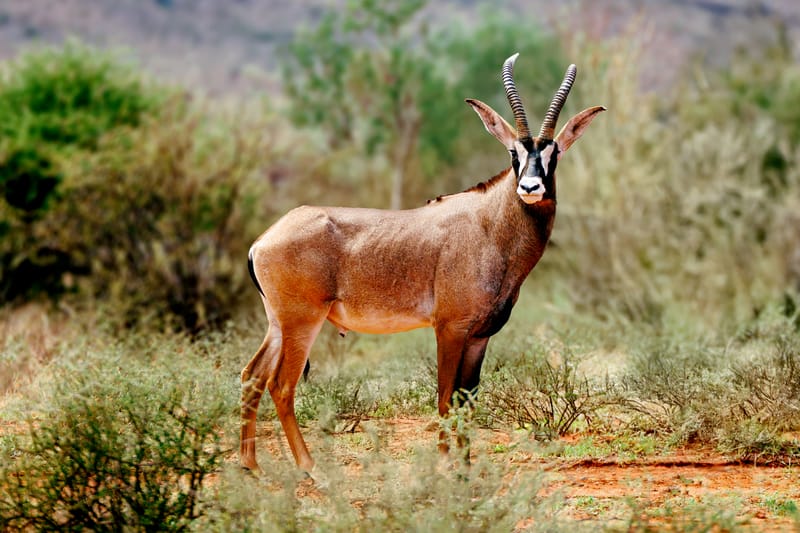 Roan Antelope