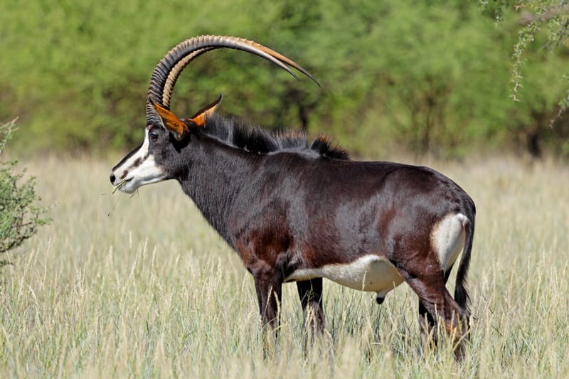 Sable Antelope