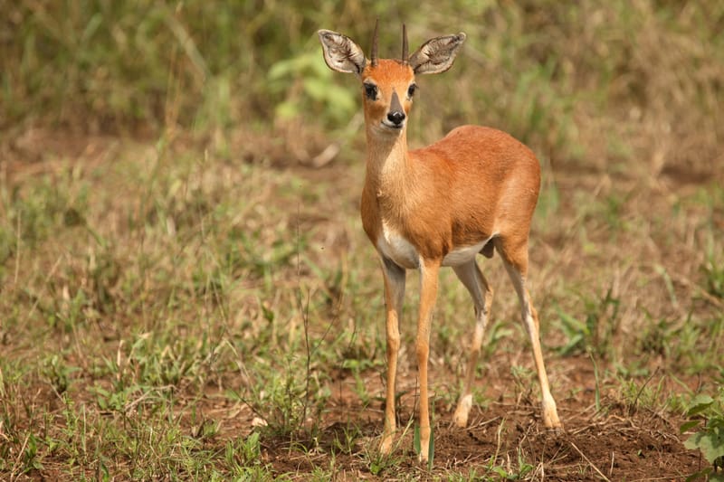 Steenbok