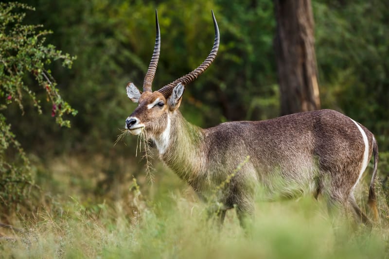 Waterbuck