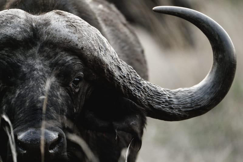 Dangerous Game Hunts