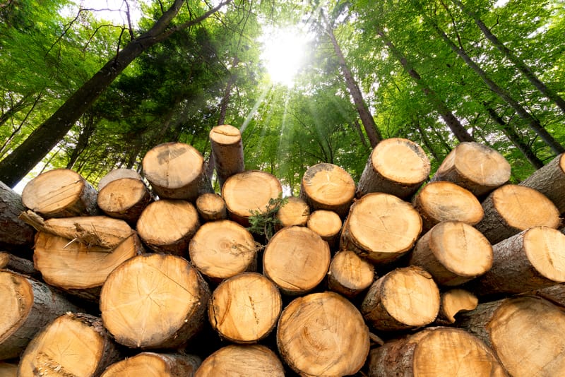 Wood Sourcing