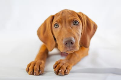 Beginner Online Course A1