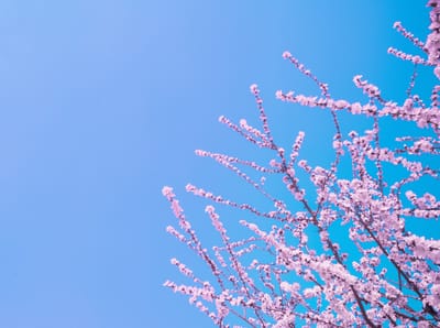 มลาอิกะฮ์