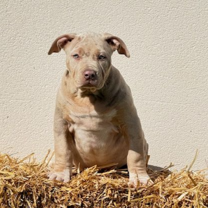 FLASH GIRL - Femelle