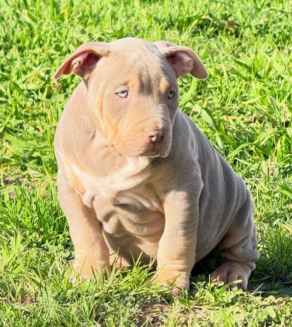 Bronx VENDU