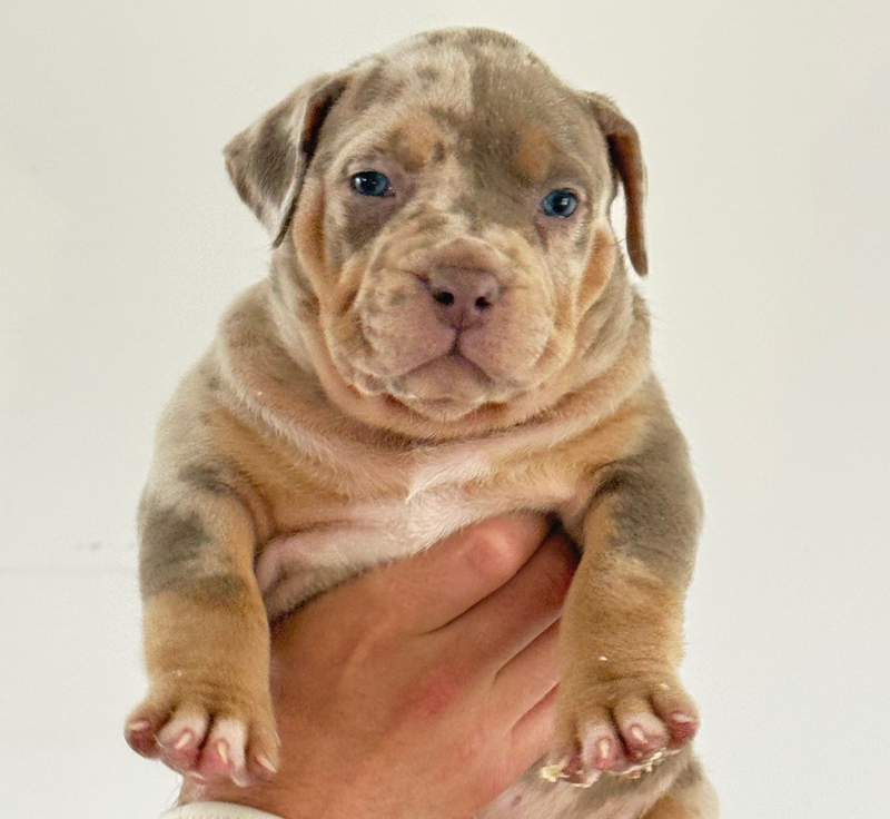 Beretta - LA MADRINA BULLY