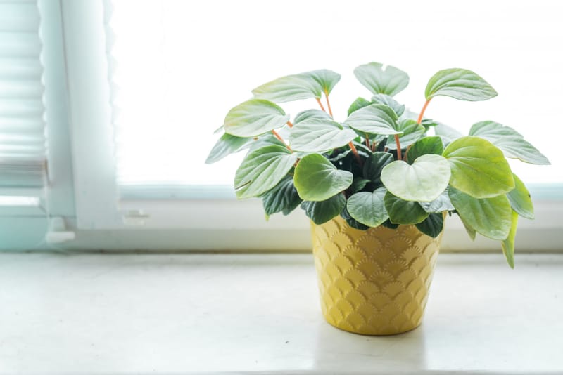 Nettoyage en profondeur