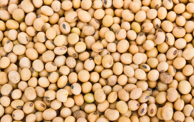Food / Feed Soybean (GMO, Grade B, C)