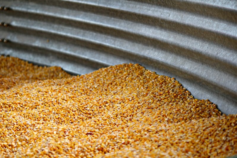 Animal Feed Corn (White and Yellow)