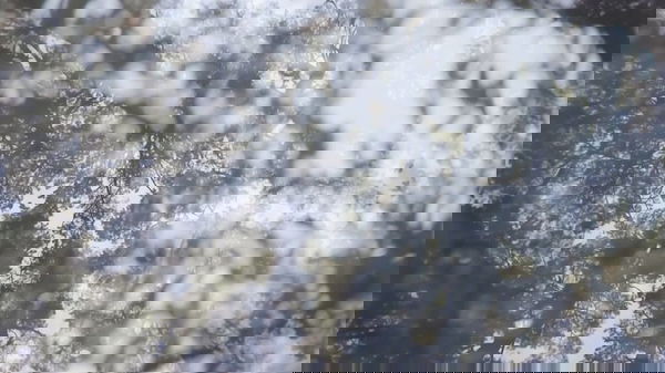 Field Recording & Sound-Based Visual Collaboration- 2023, 2024