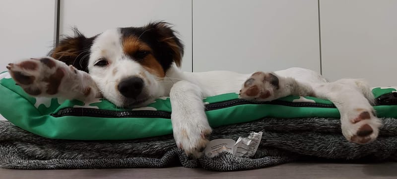 Családi kutya képzés