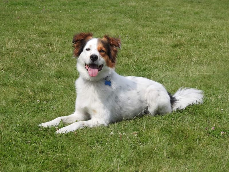 Városi kutya képzés