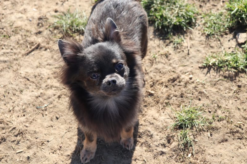 Chihuahua
