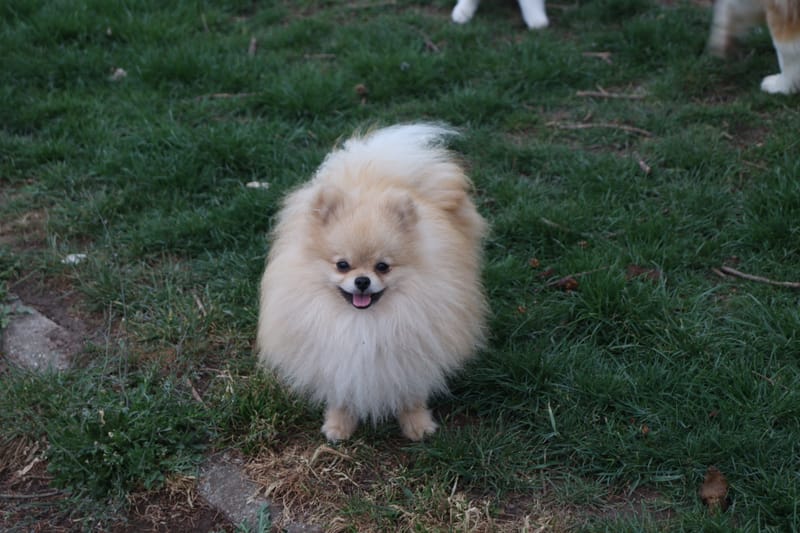 Spitz nain
