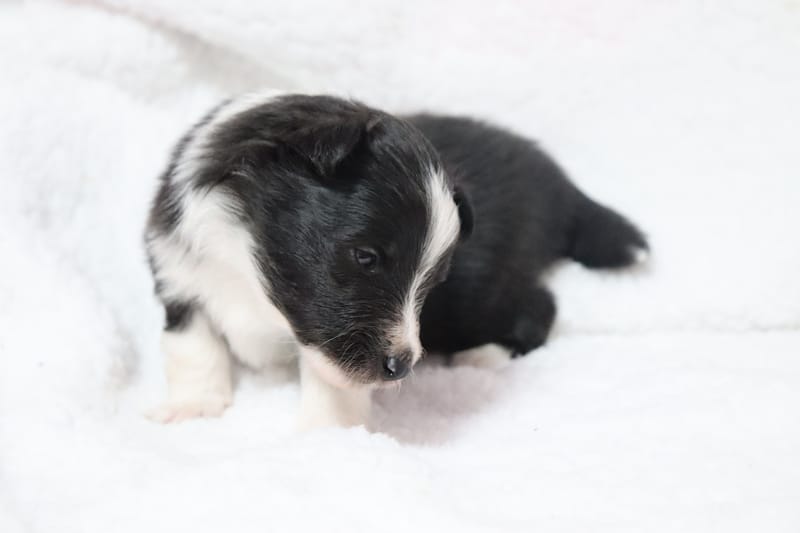 Austine - Male noir bi colore 950€ 