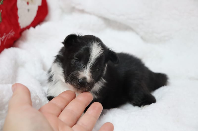 Austine - Male noir bi colore 950€ 