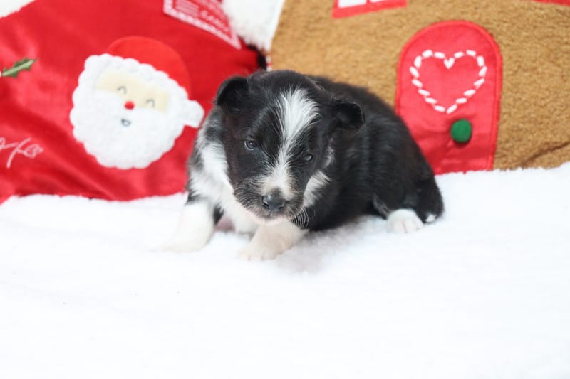 Austine - Male noir bi colore 950€ 