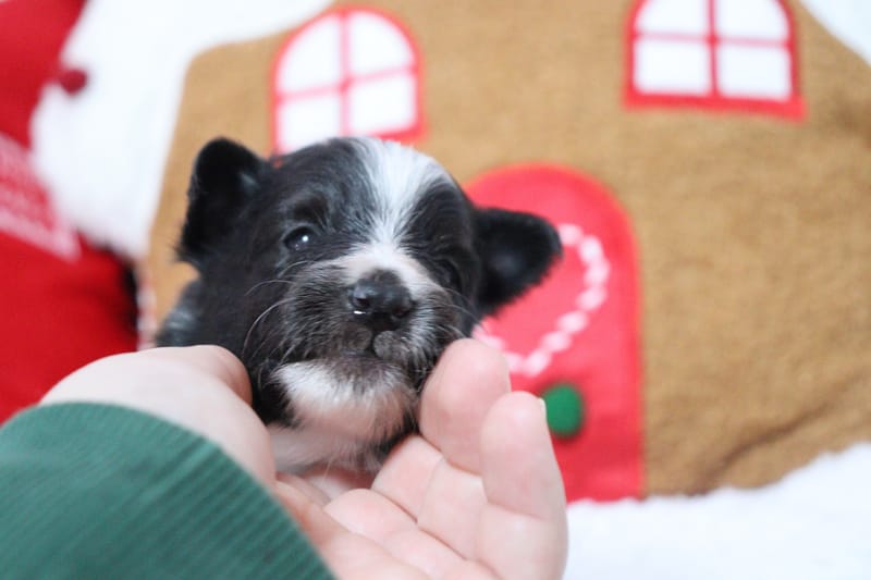 Austine - Male noir bi colore 950€ 