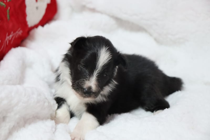 Austine - Male noir bi colore 950€ 