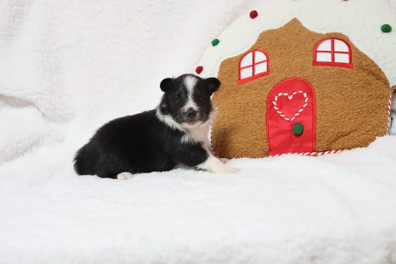 Austine - Male noir bi colore 950€ 