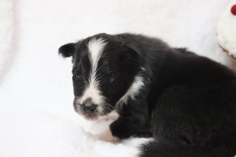 Amaya - Femelle noir bicolore 1000€