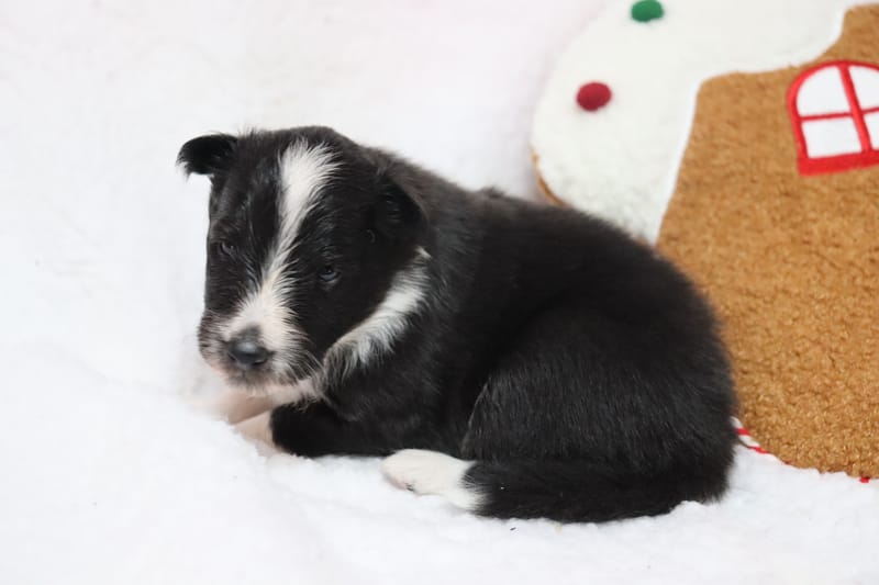 Amaya - Femelle noir bicolore 1000€