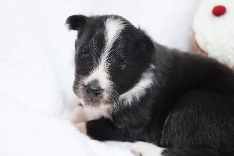 Amaya - Femelle noir bicolore 1000€