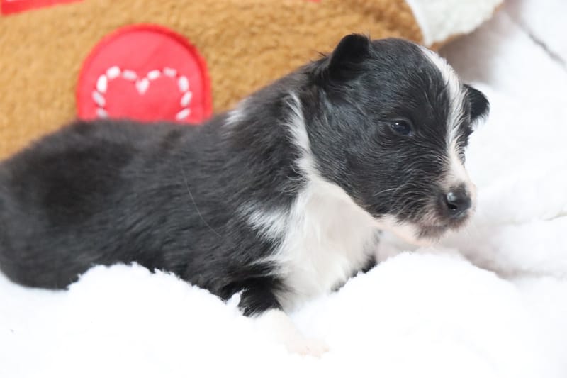 Amaya - Femelle noir bicolore 1000€