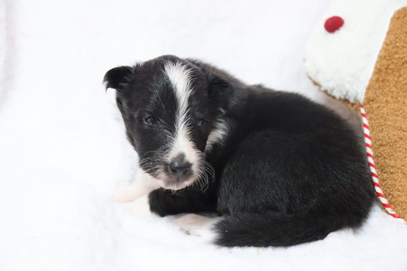 Amaya - Femelle noir bicolore 1000€