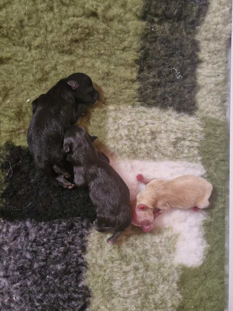 Naissance le 25/11/2025 