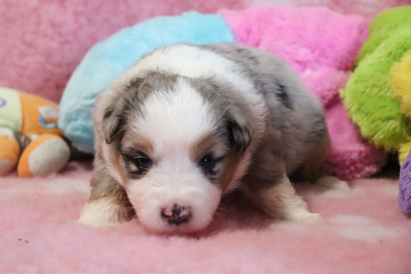 Femelle bleu merle -BOUNTY  - 1650€ 