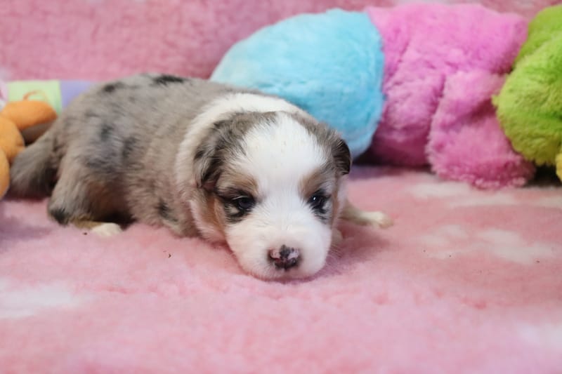 Femelle bleu merle -BOUNTY  - 1650€ 