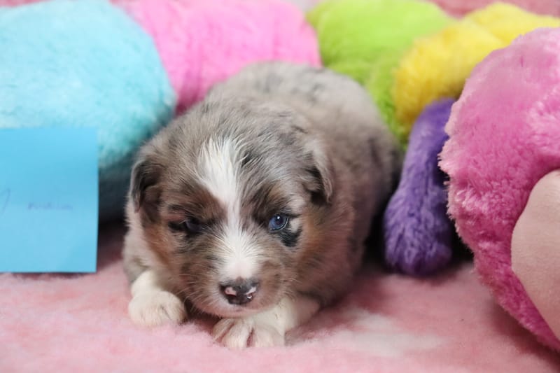 Femelle bleu merle - (TINA) AIKA   - 1650€ -RESERVE